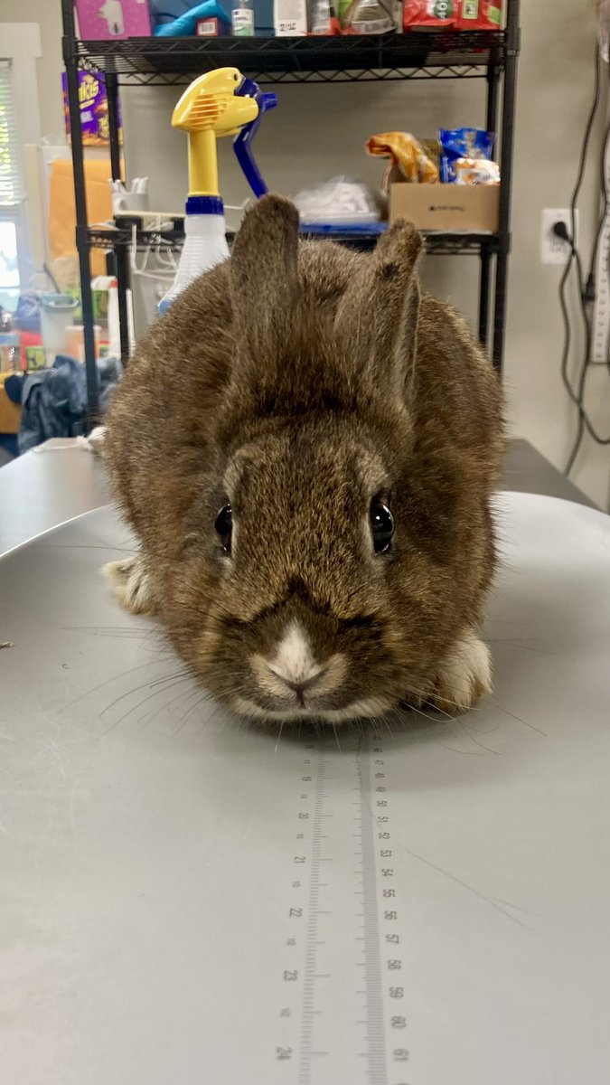 SpaySpa's tweet photo. Happy #WabbitWednesday from Potato, Tuesday’s Rabbit of the Day, who hopped over yesterday for his neuter surgery! 🥔

(Yes, we do rabbit spay/neuter, which has major benefits for health and behavior. Got bunnies? Get in touch!) https://t.co/C1KaQsFqGQ