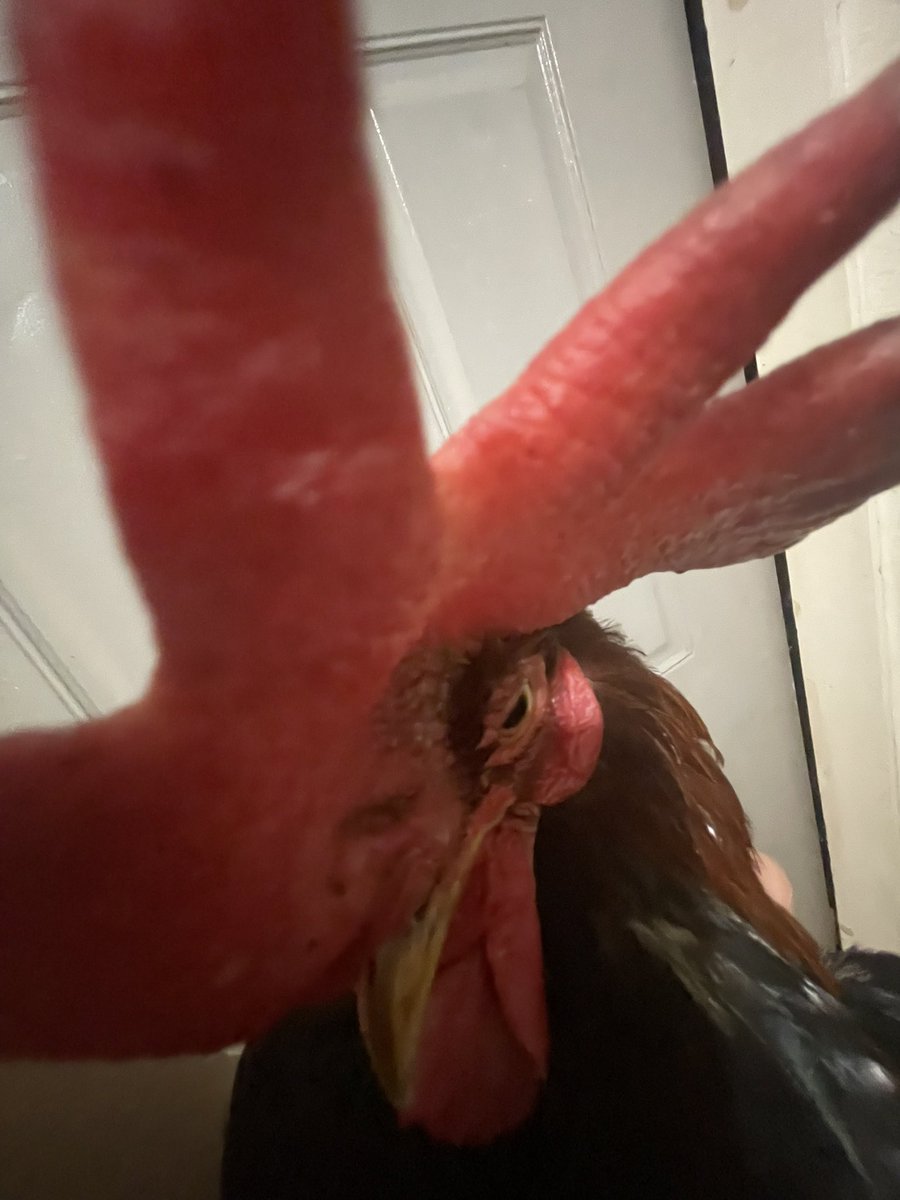 chicken boy 🐓 tweet media