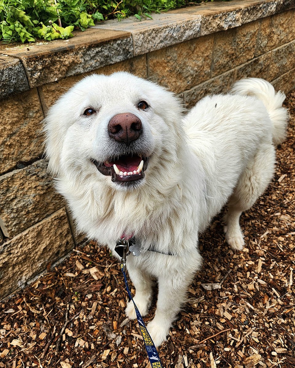 lostdogrescue's tweet photo. ❄️ Let it snow! With a beautiful white coat and charming smile, Snow greets people with excited tippy taps. Affectionate and friendly, Snow sinks into you for pets, is easy to harness, and accepts treats gently. 

A tender-hearted girl, Snow explores cautiously, sharing loose tail wags with other friendly dogs. As recent arrival, this 4️⃣-year-old Great Pyrenees mix is looking for a soft place to land and a new best friend by her side to guide her. Available for foster or adoption! 💕🏡

Ask about sweet Snow through her profile at https://t.co/pLNB9DoUBU

#adoptdontshop #greatpyreneesmix #rescuedog #adoptlocal