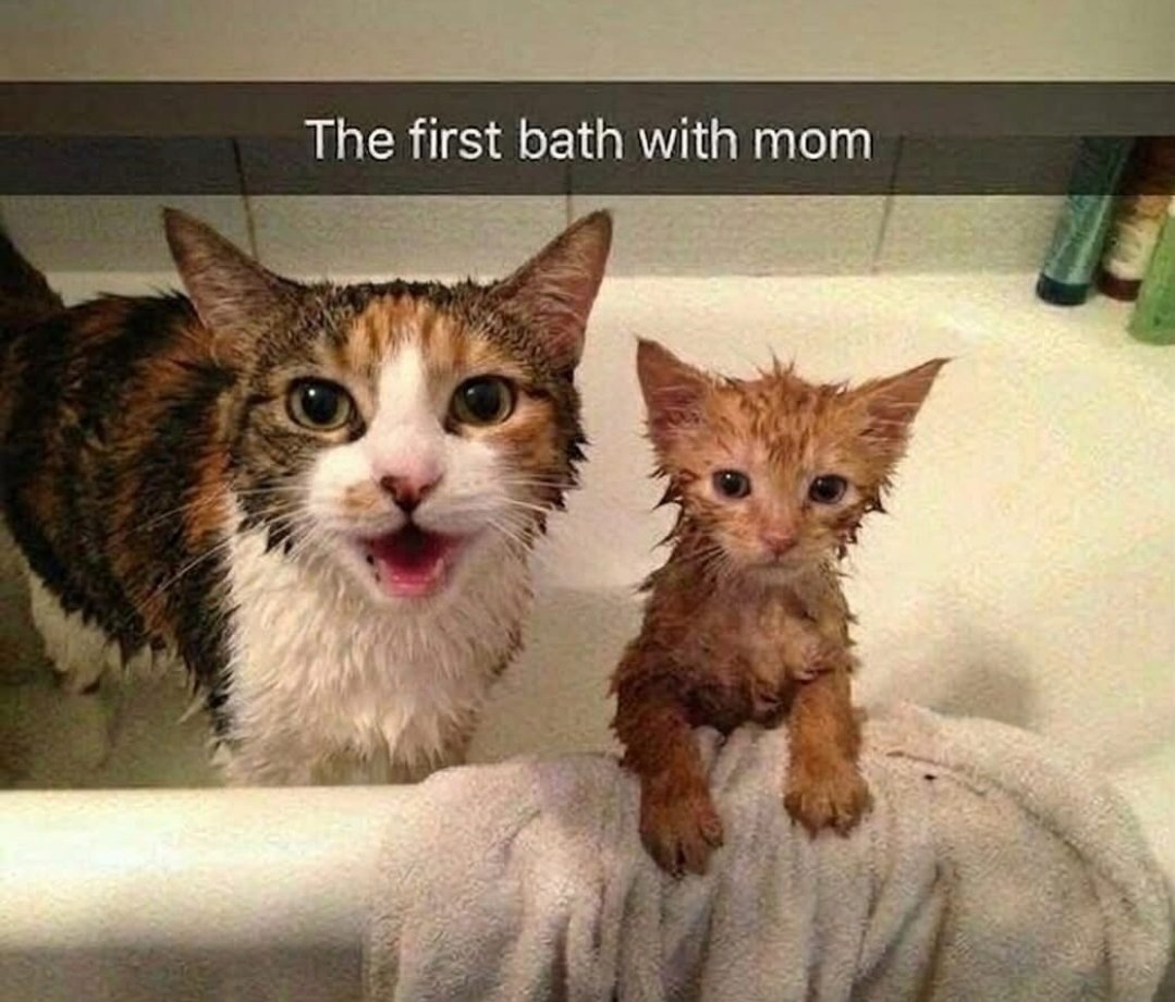 smol silly cat tweet media