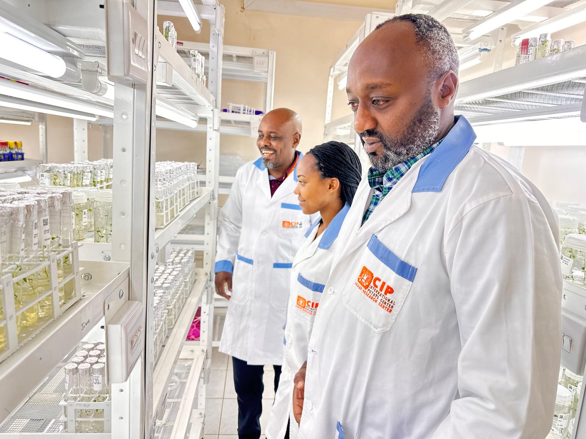 ericmagembe's tweet photo. Excited to welcome the first cohort of trainees from the @RwandaAgriBoard  under the @RwandaBioCap  BioCap Program! 🎉

For the next 3 months, they’ll gain hands-on experience in potato transformation at @Cipotato and banana gene editing at @IITA_CGIAR in Nairobi, kenya. 🔬🌱 https://t.co/Bh47xQ5fgc