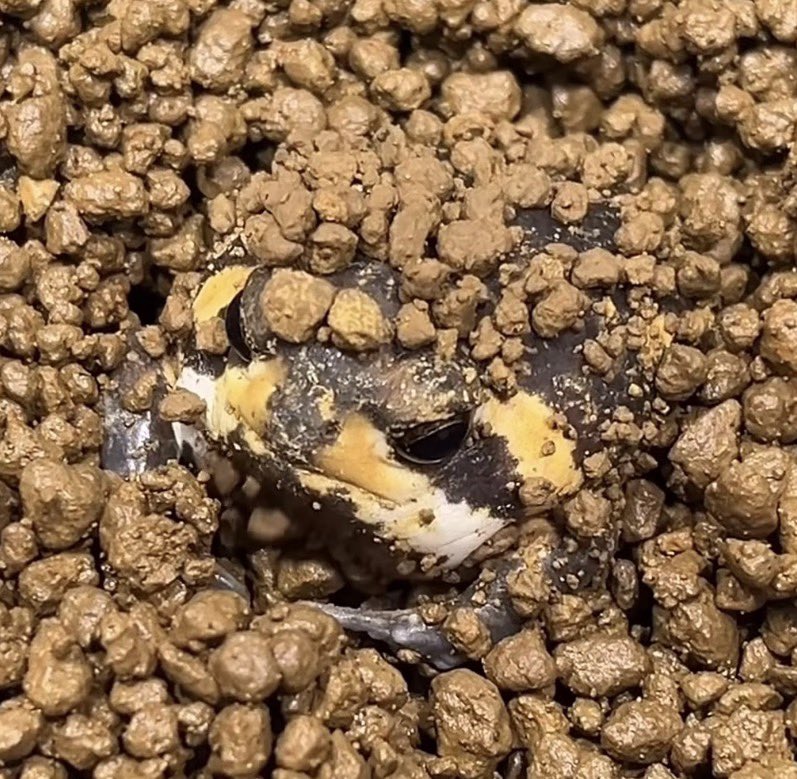ฝั่งไหน rain frog ฝั่งไหนแพทจิ อ้วลเหมือนกัน