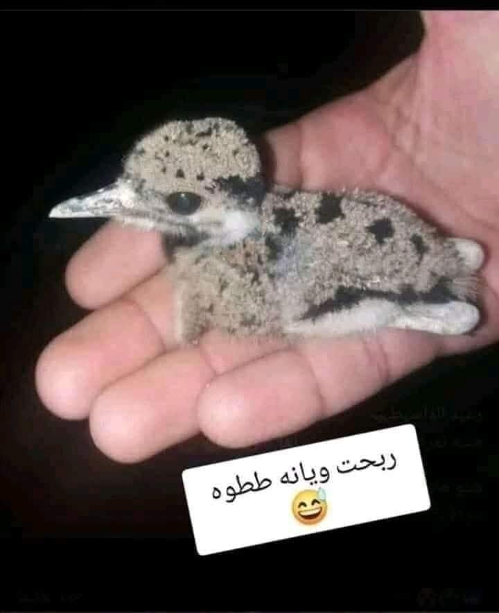 سياف المحمدي 2 tweet media