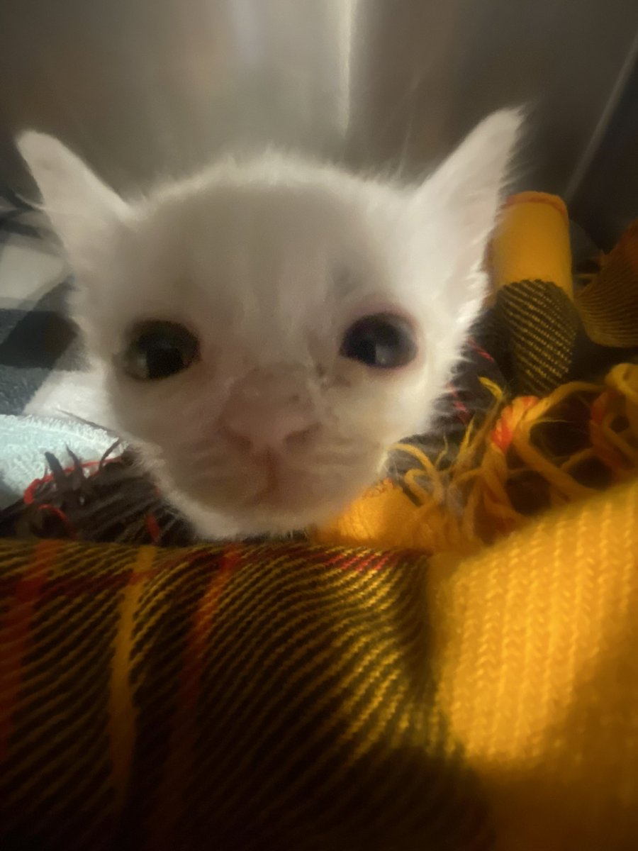 just_mac1's tweet photo. @tru_fru My beautiful babies💕 Eggy (white cat) is unfortunately no longer with us, but lives on in our hearts https://t.co/KS1GbHSpOL