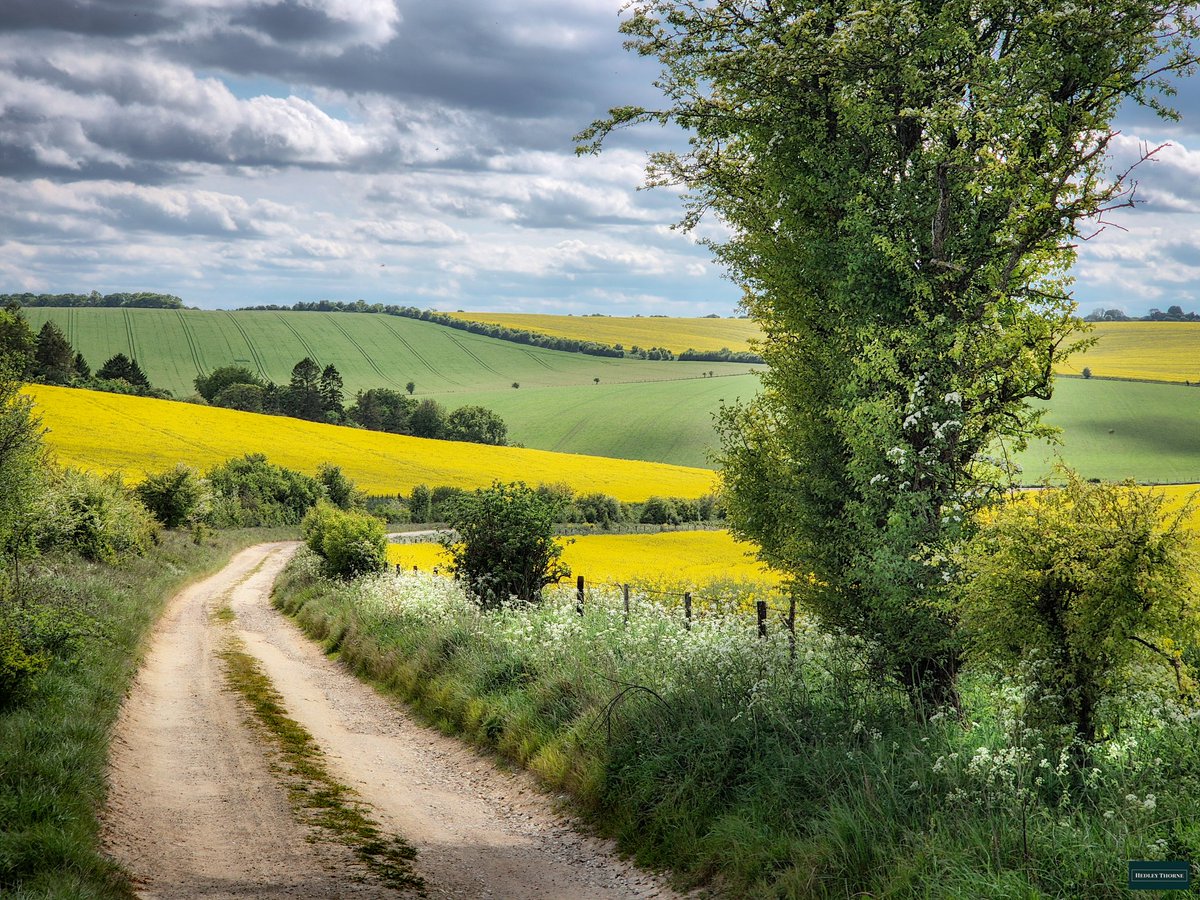thorneh's tweet photo. Wonderfully long hike today along The Ridgeway National Trail with a bombardment of colour at each new scene. This was the Lower Plantation track dropping from the trail into the Farnborough valley. #ridgeway https://t.co/y0evWQZuYv