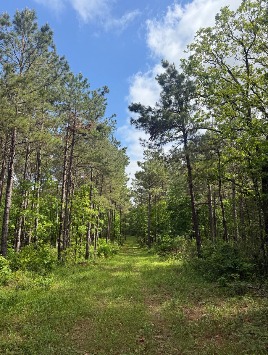 Texas Forestry Association tweet media