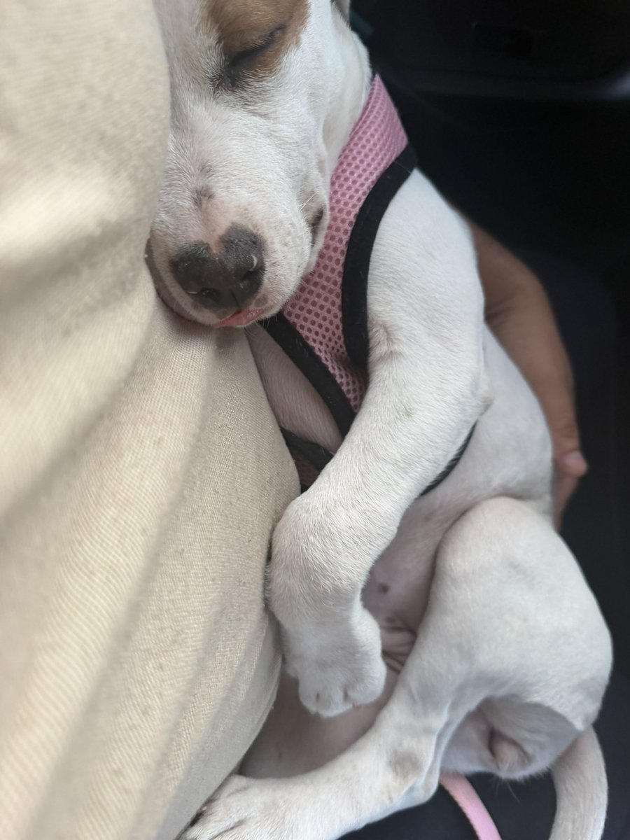 Monterosado's tweet photo. 🙄… #quepensara #viajera #adopta #laestafa #jajaja https://t.co/Bxh2pzkxFu