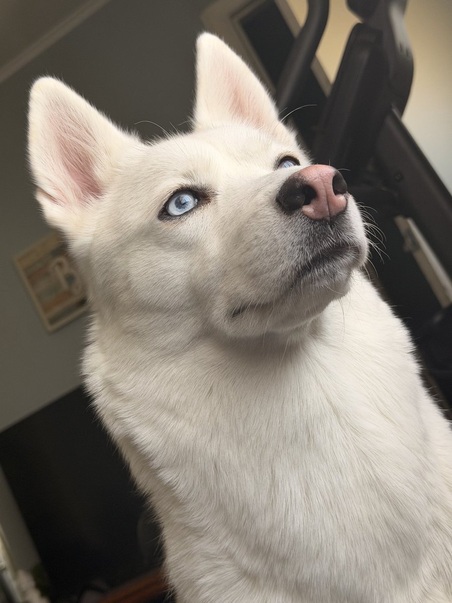 FactTvzd's tweet photo. @tru_fru My luna bear 🌕 https://t.co/LhUp1GWqUY