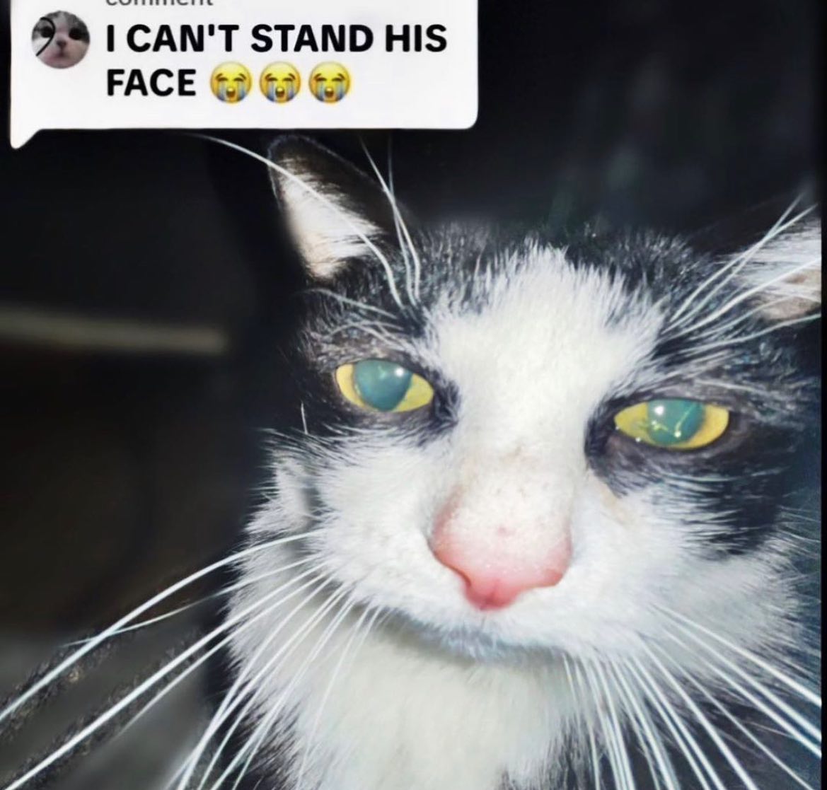 Punch Cat tweet media