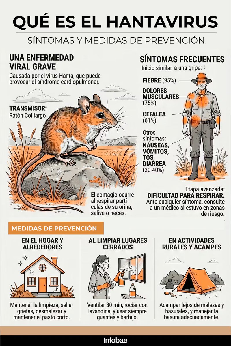 LunaGitana0333's tweet photo. Hantavirus:
¿Qué especies transmiten el hantavirus en Sudamérica?
 El hantavirus, que en Sudamérica causa principalmente el Síndrome Pulmonar por Hantavirus, se transmite a través de roedores silvestres que actúan como reservorios naturales. 

Estos roedores eliminan el virus en su orina, heces y saliva, sin enfermarse.

Principales especies portadoras,ratones colilargos del género Oligoryzomys.
 Lauchas grandes del género Calomys.

Otras especies importantes: Holochilus chacarius, Oligoryzomys flavescens, Oligoryzomys chacoensis y varias del género Akodon o Abrothrix.

Cada variante del virus suele estar asociada a una especie específica de roedor.

Los castores que también son roedores, pertenecen al orden Rodentia, pero NO transmiten hantavirus.

Aunque son roedores, pertenecen a una familia diferente llamada Castoridae, mientras que los hantavirus que circulan en Sudamérica, y en América en general, están estrechamente asociados a roedores de la subfamilia Sigmodontinae. 

Esto se debe a una especificidad de hospedador muy alta, los hantavirus han coevolucionado durante millones de años con estos grupos específicos de roedores. 

Los castores no son hospedadores naturales, no mantienen el virus de forma persistente y los estudios realizados en ellos, incluyendo castores europeos y norteamericanos, han dado resultados negativos. 

Por eso, aunque viven en ambientes acuáticos y construyen diques, no representan ningún riesgo de contagio de hantavirus.

¿Cómo se contagia?
Principalmente al inhalar partículas del virus en el aire. al barrer o limpiar excrementos secos de roedores, por contacto directo con secreciones, o, muy raramente, por mordedura. 

En Sudamérica se han reportado casos excepcionales de transmisión de persona a persona con el virus Andes.