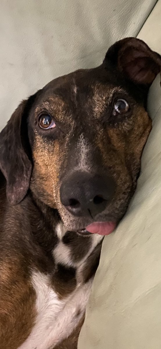 xpoutx's tweet photo. @tru_fru finn wants to participate !!! 😩 https://t.co/7fgXE8OI5e