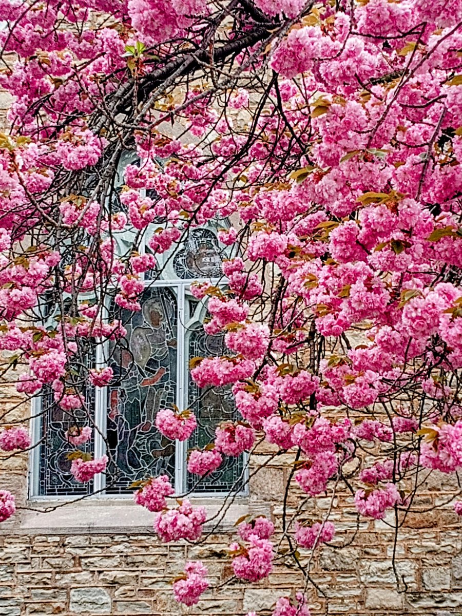 fredmercnik's tweet photo. May blossoms are out in full force, in #Queenston.
#phonephotography #BlossomSeason https://t.co/BI6vmbXnsW