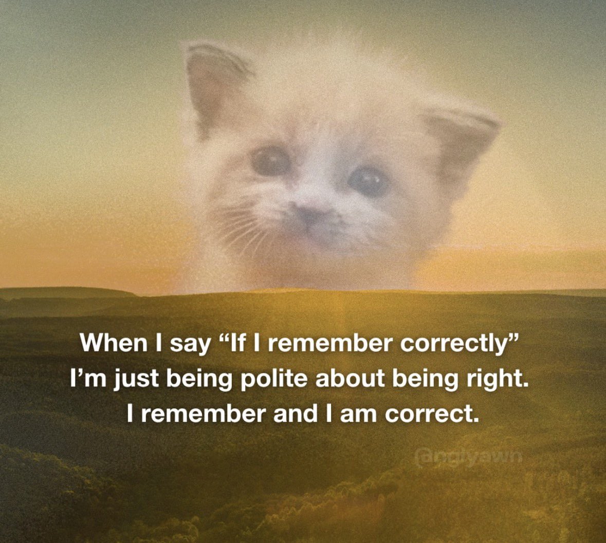 LiterallyMeCats tweet media