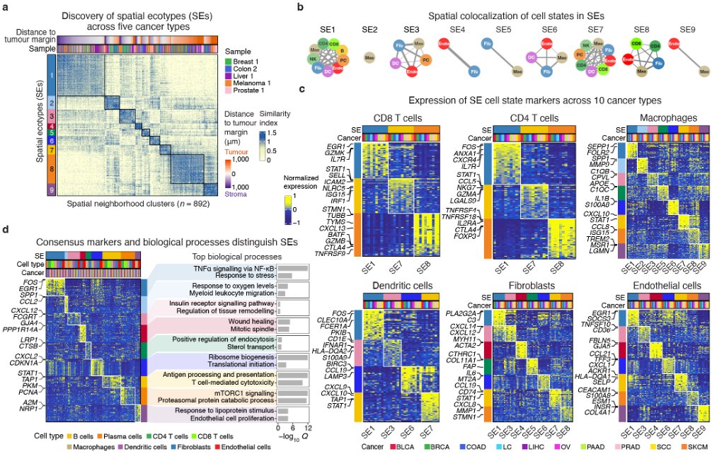AaronNewmanLab's tweet photo. 6/ These SEs are fundamental, geographically organized units of TME biology – the parts list for the tumor microenvironment across cancer types – each with distinct cell-state assemblies. https://t.co/9T036Rl73n