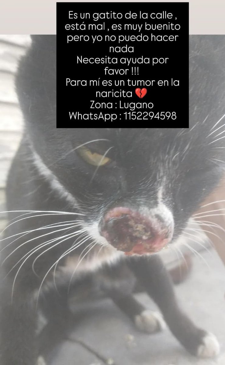 Me piden ayuda para este gatito 🙏 esta en las calles de lugano caba necesita ayuda urgente 😭😭😭😭😭