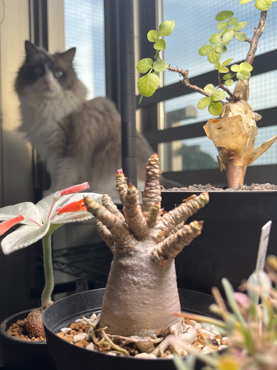 獅子葉のアデニウム🌱(ピントとは)