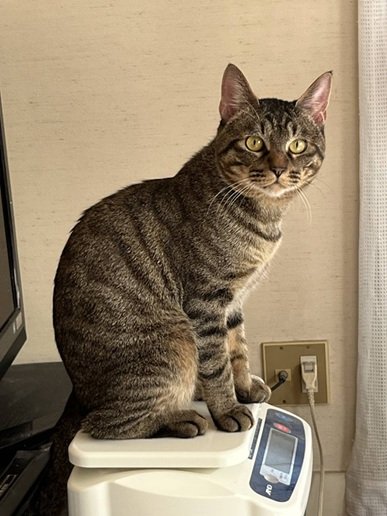 #譲渡猫
新しい飼い主さん募集しています
#岩手県 #盛岡市保健所
🟢トラジロウくん🟢