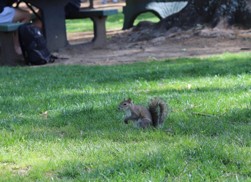 umlibarts's tweet photo. Here's a Grove Squirrel to make your Finals Week a little bit better! 😃 🐿️ 🌳 

#umlibarts #grovesquirrel https://t.co/lHrFEb9RX8