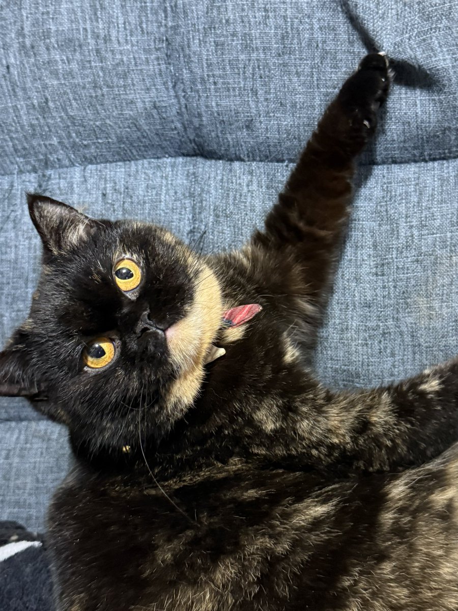 ソファの背もたれに登ろうとした結果爪が引っかかった愛猫たちの｢なんか両腕動かなくなった…！見て…！｣みたいな顔と｢さて…ネコちゃんの腕が動かなくなったが……貴様はどうする？｣みたいな顔。もっと｢助けて｣みたいな顔をしなさいよ。あとなんでこまめに爪切りしてんのにそうなるんだ