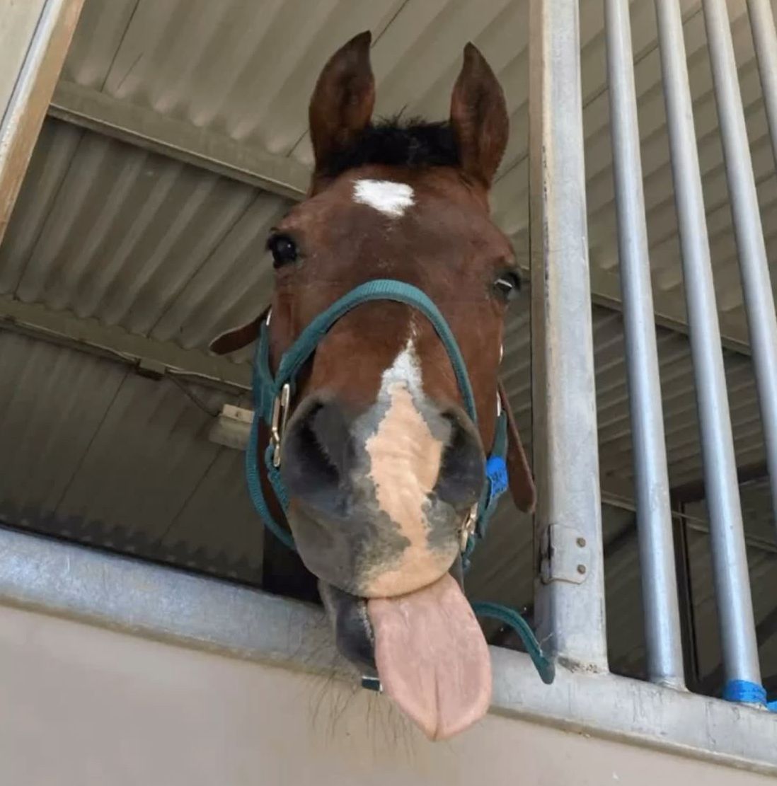 horse dentist tweet media