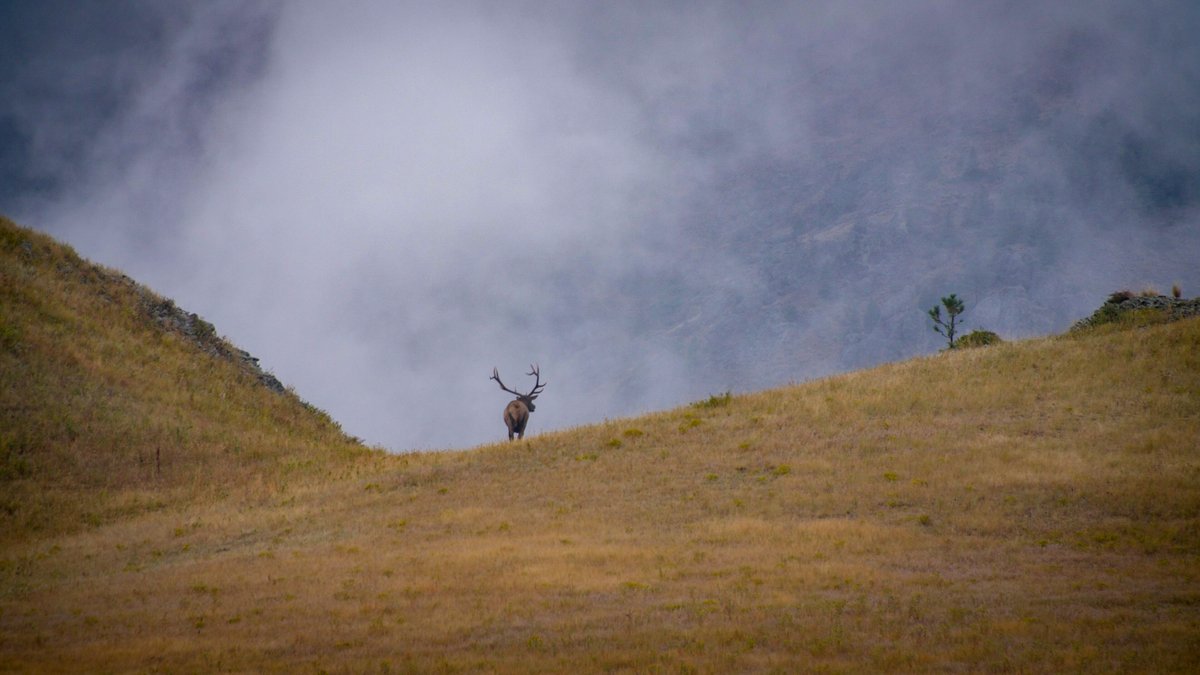 Rocky Mountain Elk Foundation tweet media