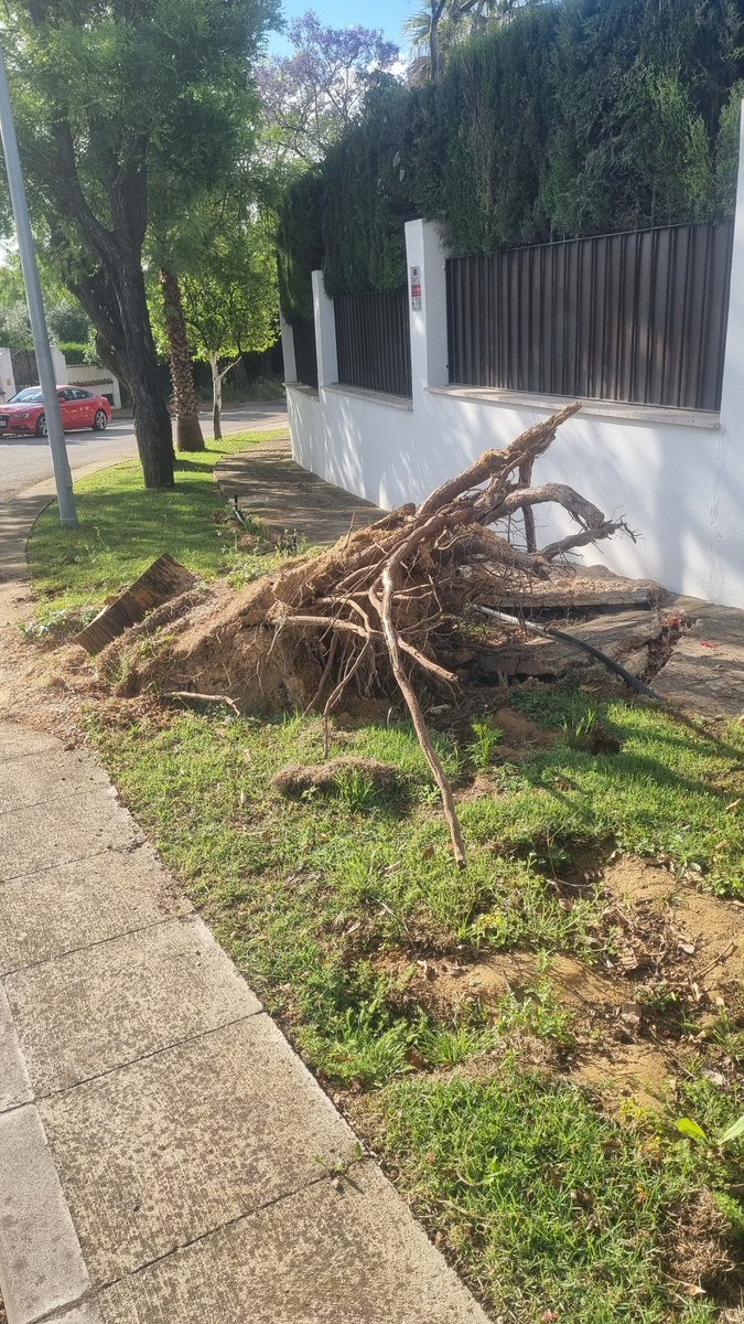 Mairenero86's tweet photo. 3 meses después del vendaval siguen los tocones en medio de las aceras, algunos con trozos de pavimento colgando.  @MairenaAljarafe @AntonioConde_M https://t.co/WjilYRELos