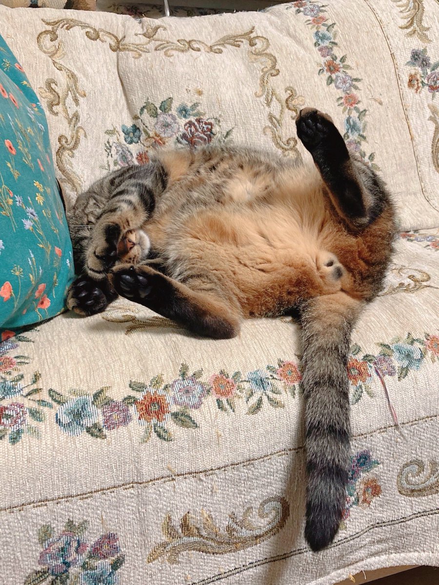 頭隠して尻隠さず
海くん、パッカーン🫣❤️
＃猫のいる暮らし