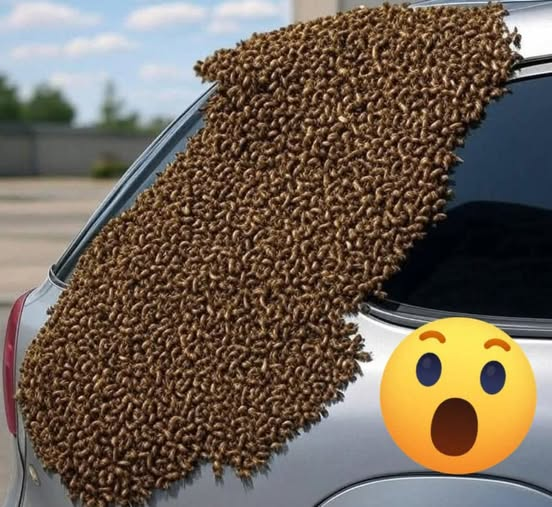 Quand tu vois des abeilles comme ça, n’aie pas peur ! N’appelle pas les pompiers ni la protection civile, ne les déplace pas, ne les empoisonne pas, ne les tue pas !
Ce sont des abeilles en déplacement. Elles ne vont pas te faire de mal. Elles ne s’arrêtent que pendant environ 24
