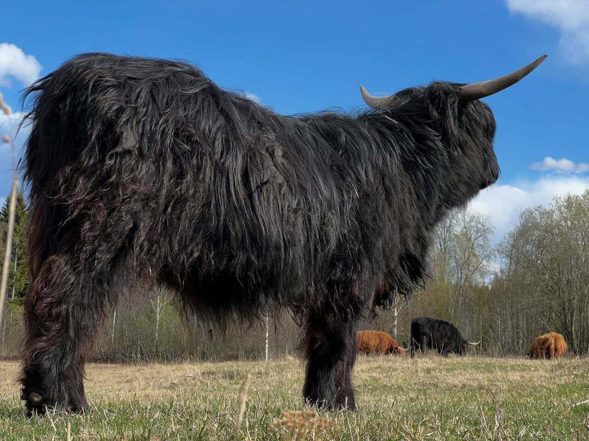 Highland Cattle of Saarela tweet media