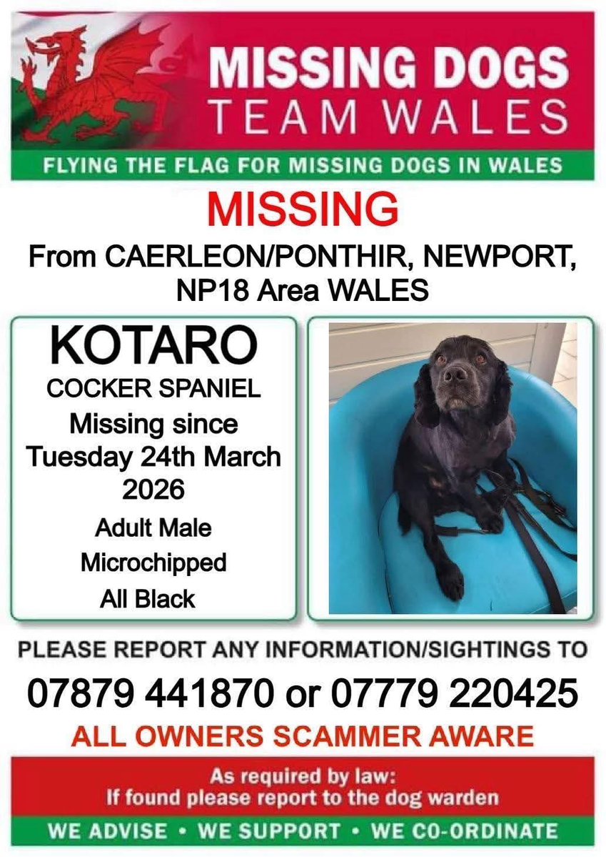 #SpanielHour 

KOTARO - this families hearts are broken 
THEY ARE SO VERY WORRIED WONDERING WHERE THEIR BOY IS 💔
The back gate flew open and their house backs onto vast woodland 
#Caerleon #Ponthir #NEWPORT #NP18 🏴󠁧󠁢󠁷󠁬󠁳󠁿 
doglost.co.uk/dog/202616
<a href="/KensingtonRoyal/">The Prince and Princess of Wales</a> <a href="/CaerleonClub/">Caerleon Football Club</a>