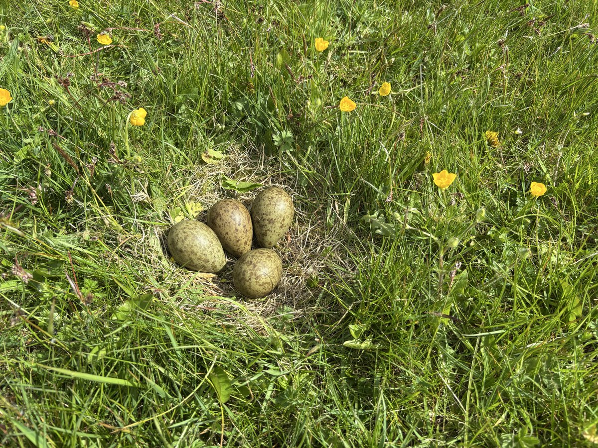 Sharpr1966's tweet photo. These curlew eggs  have a better chance in my little meadow than all the surrounding ones which have been mown today.

Still at risk of predation by squirrels, crows, ferrets, magpies, foxes, badgers….. but fingers crossed for a successful hatch like last year. https://t.co/CaLx7Ihq4w