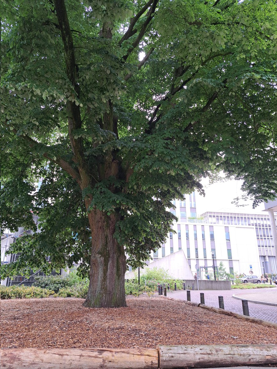 Als je dan in tranen en murw weer buiten staat is het fijn schuilen onder deze prachtige monumentale linde. Een overblijven van de oude buitenplaats Heijendaal.
