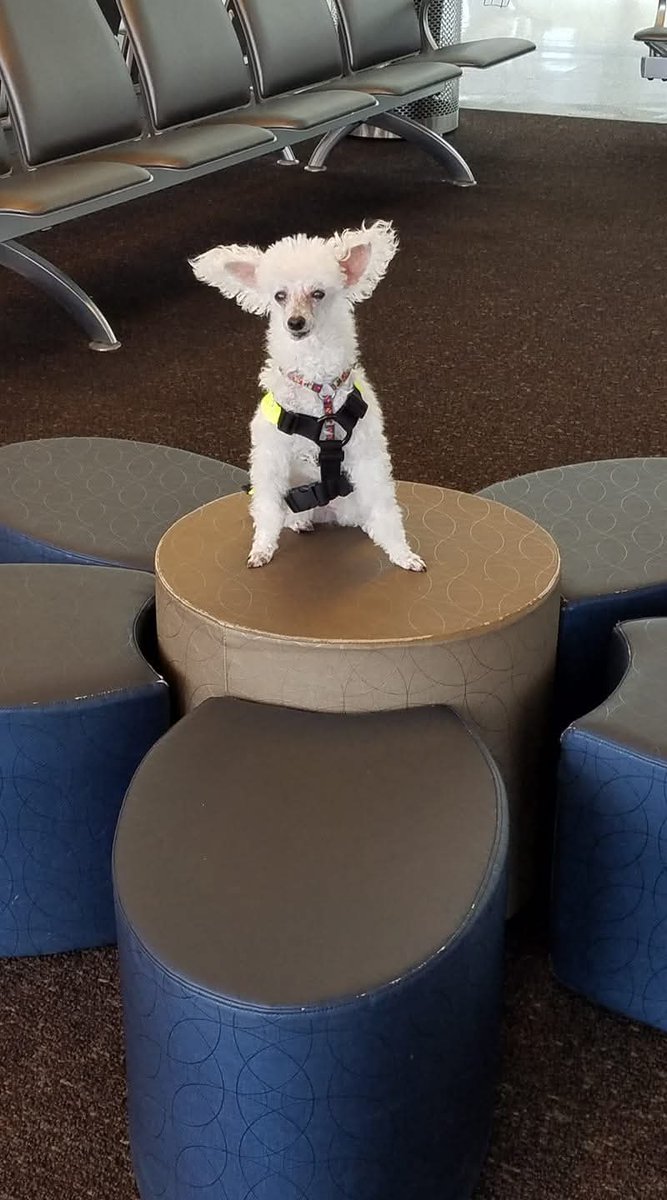 CK_Adventures's tweet photo. It has been four years &amp; eight months since you passed Sampson. I feel like it will never get easier without you. I miss and love you Wiggles! 💖 #missingmywiggles #misswigglesnuggles https://t.co/D2ITzPshd3