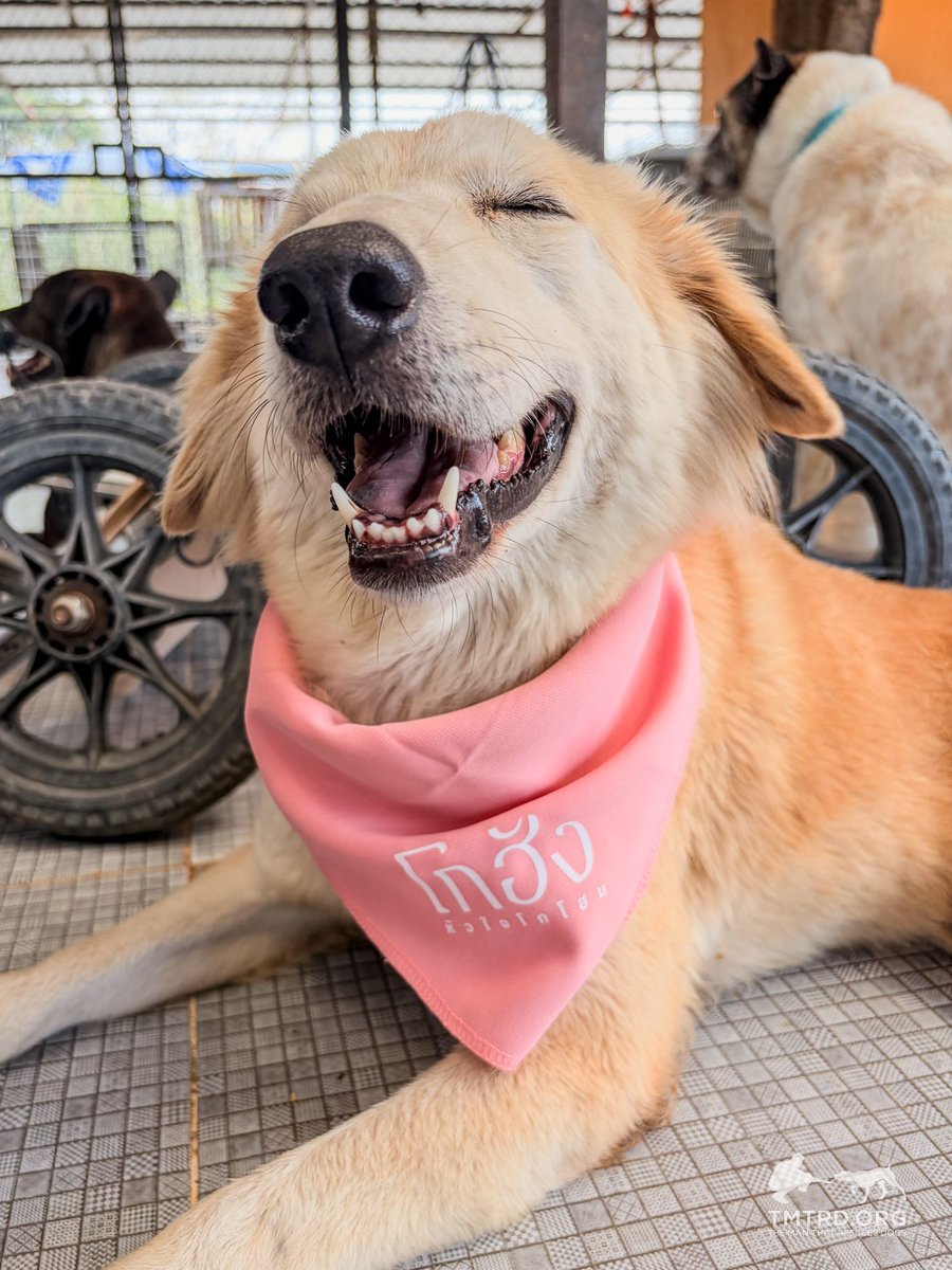 TMTRD - The Man That Rescues Dogs Foundation tweet media