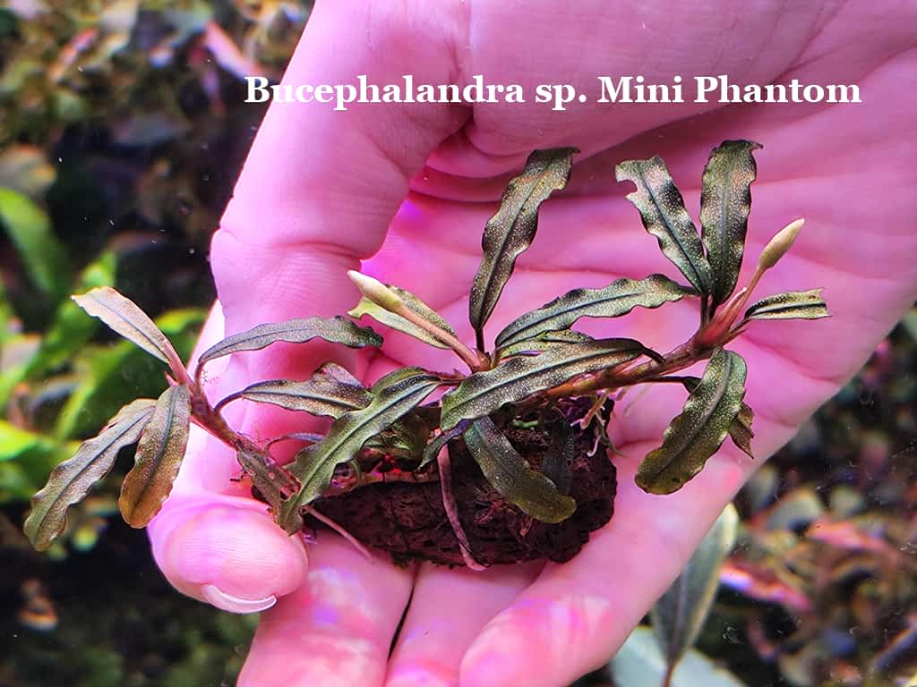 Mini sp. Phantom 【ルージュ】Bucephalandra Mini sp. Phantom 【ルージュ】Bucephalandra