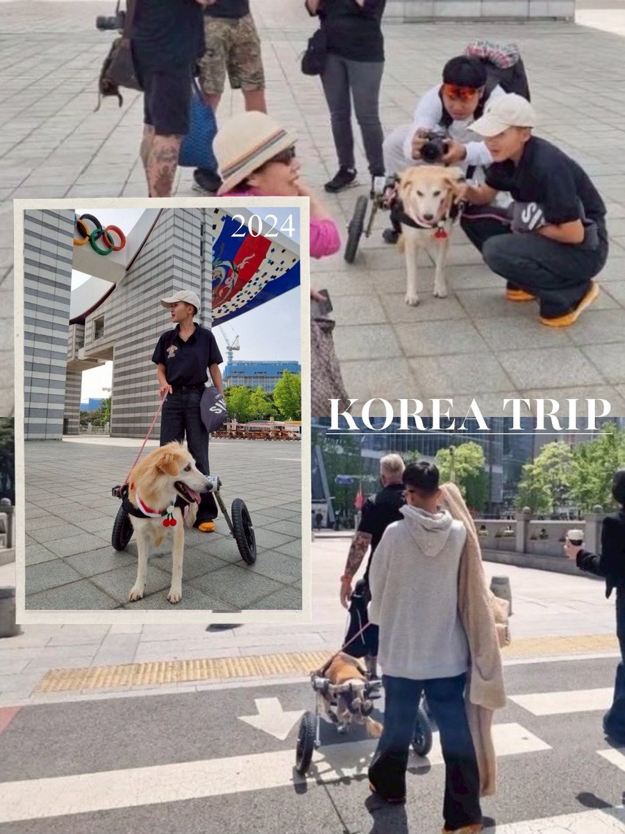 TMTRD - The Man That Rescues Dogs Foundation tweet media