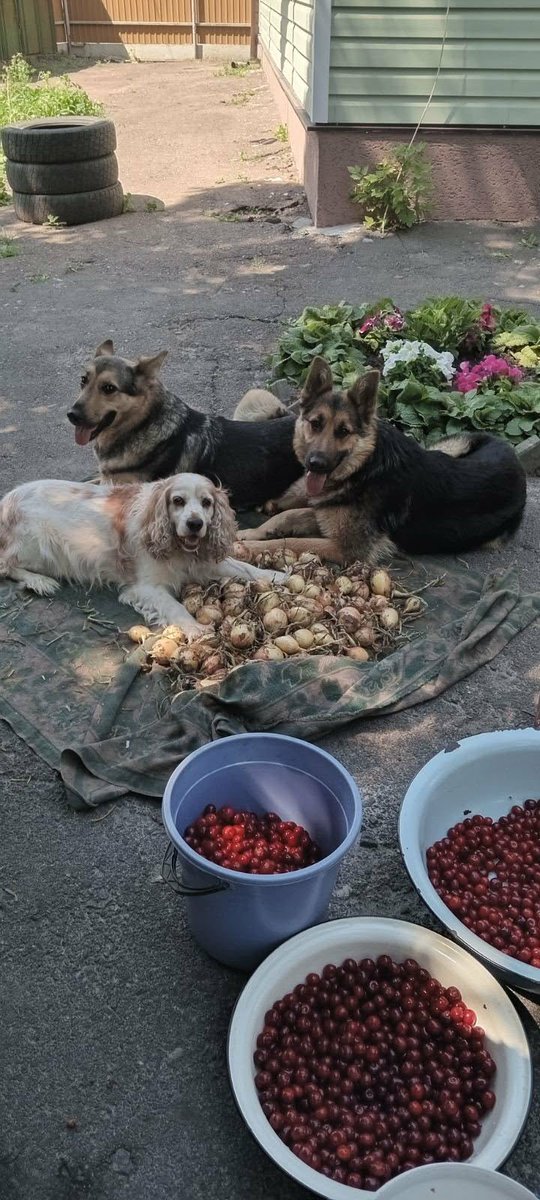 tanyawoz4's tweet image. This is our Security

A father of a Ukrainian commander (@GimliDivision ) shares photos in this curated exhibit to showcase the love that he has for rescued animals that have joined his family from the Ukrainian front line.

More photos submitted by soldiers on our website:
