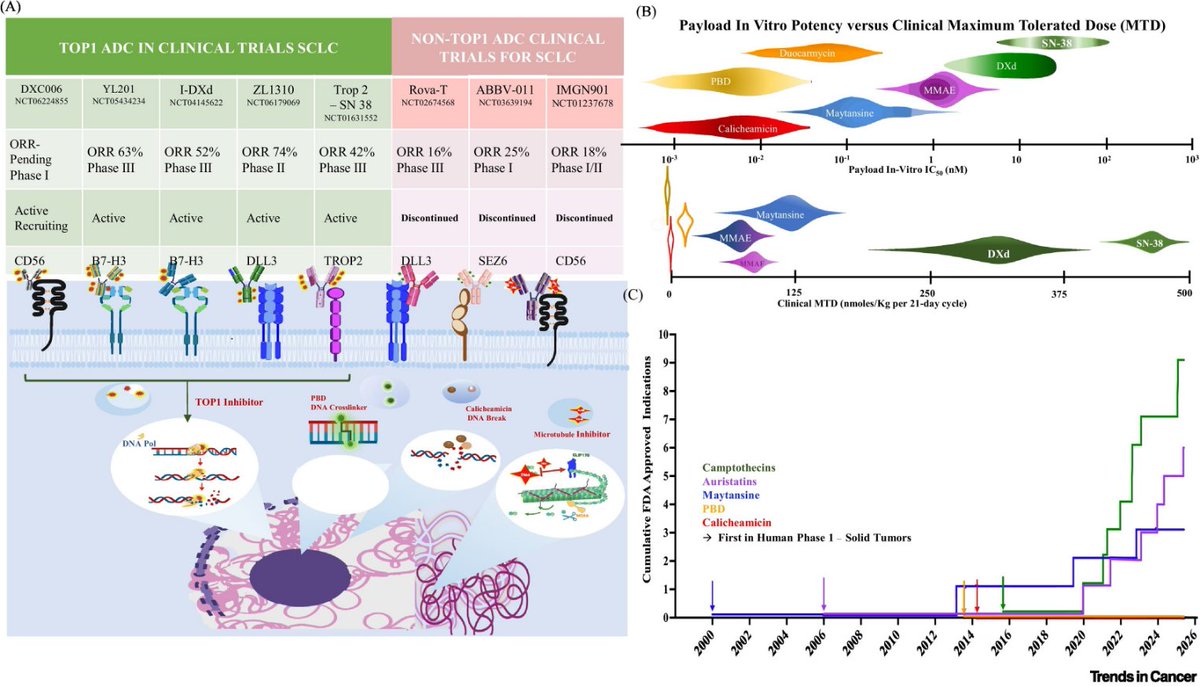 HHorinouchi's tweet photo. 🔥Repurposing payloads: next generation of ADCs
🆙 @TrendsCancer
☑Most ADC programs on a narrow set of ultrapotent payloads
🎯Legacy cytotoxins (e.g., Deruxtecan) are being reengineered into effective ADCs
🎙Dr. Katherine Shatzer
@OncoAlert @Larvol
https://t.co/ZJpjKxpRJu https://t.co/cKO1812TRL