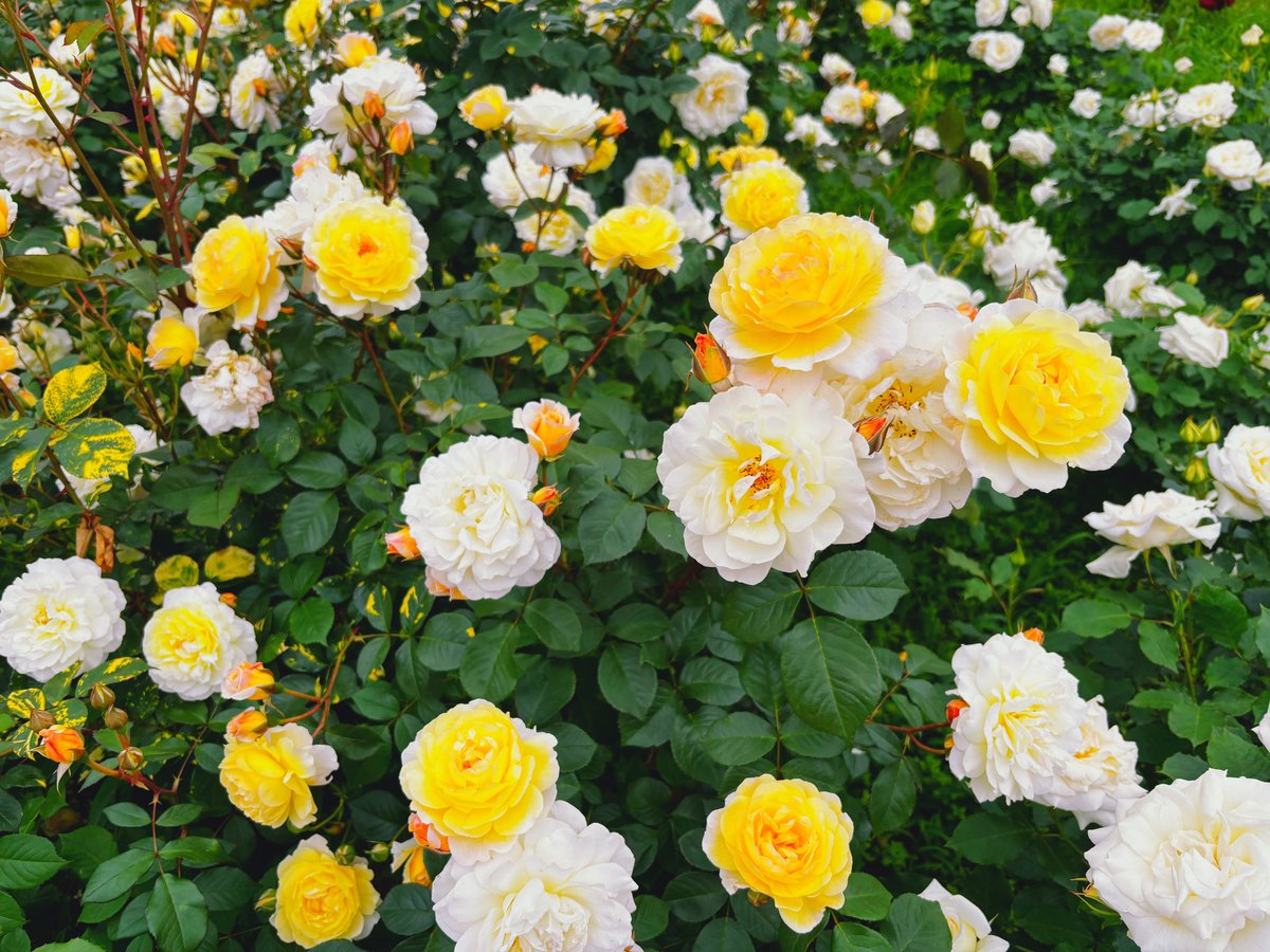 Maru31991's tweet photo. 色々なバラを見ることができて華やかな気持ちになりました🌹
もっと混んでいるかと思ったけれど、公園が広いおかげで、そこまで密には感じなかったです👏
今度は井の頭公園もお散歩したい🏃‍♀️

📍神代植物公園 https://t.co/1GtYT7bIkT