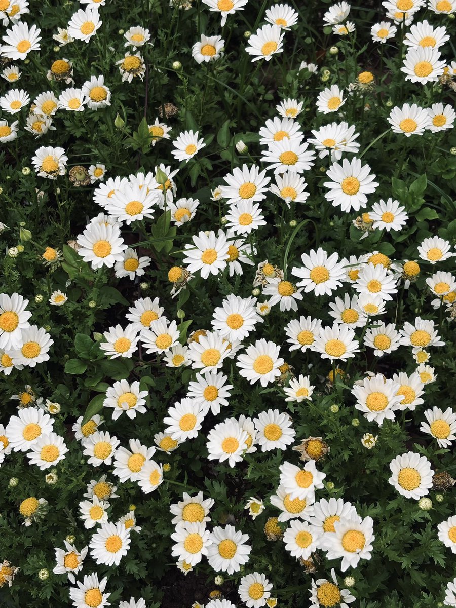 0BiBi_un0's tweet photo. 初めて行ったレクリエーション公園、遊具いっぱいお花もいっぱいでとても楽しめた✨
帰りに虹も見れてラッキー✌️ https://t.co/D9XpKC4uNV