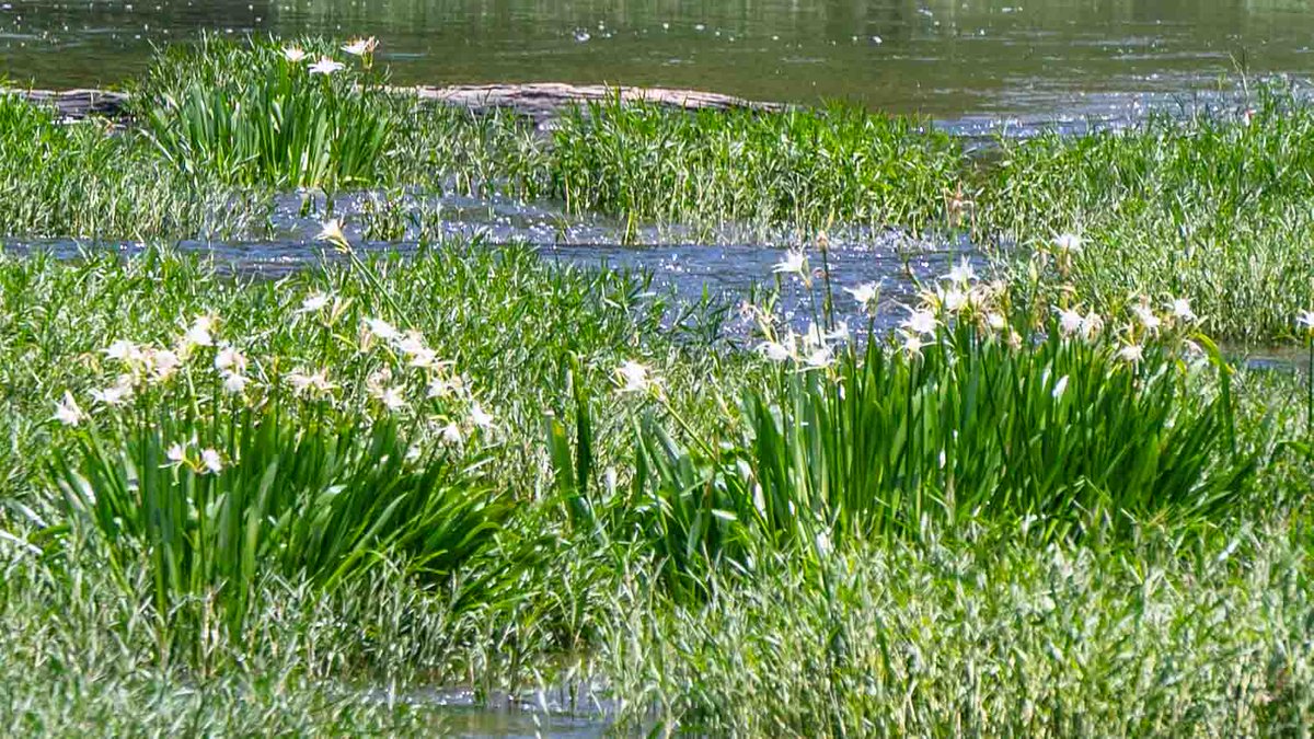 CahabaDave's tweet photo. At Cahaba National Wildlife Refuge near West Blocton yesterday. The Lilies are in bloom. @spann https://t.co/y6atB6XNf3