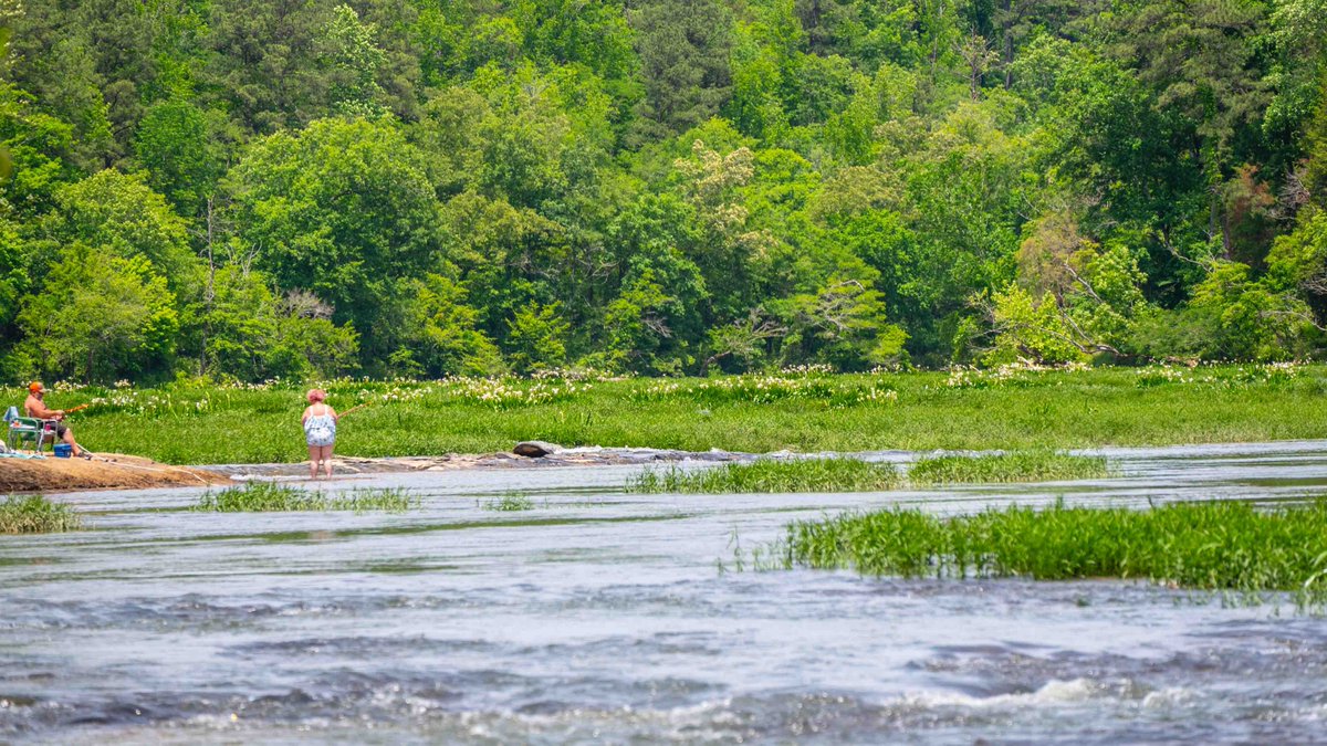 CahabaDave's tweet photo. At Cahaba National Wildlife Refuge near West Blocton yesterday. The Lilies are in bloom. @spann https://t.co/y6atB6XNf3