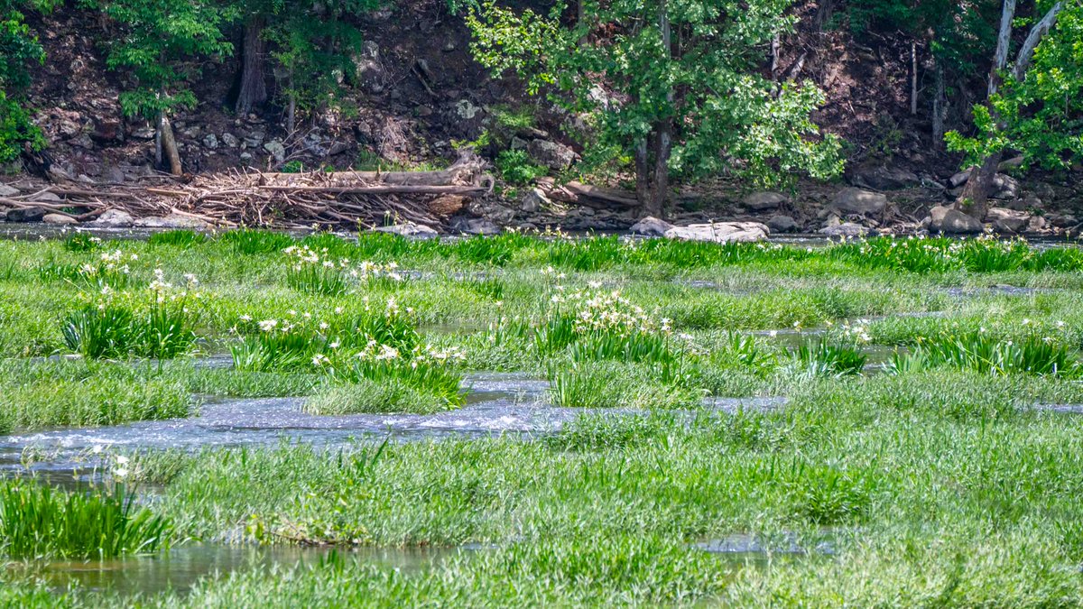CahabaDave's tweet photo. At Cahaba National Wildlife Refuge near West Blocton yesterday. The Lilies are in bloom. @spann https://t.co/y6atB6XNf3