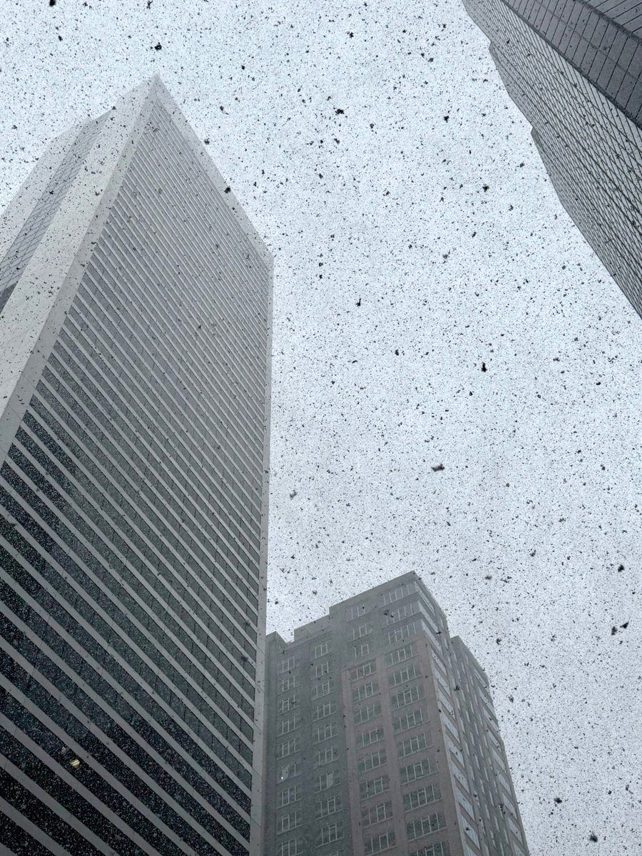pablo_artal's tweet photo. In the @ARVOinfo meeting in Denver, a great snowfall surprised us (in May!) ❄️😂 

Remembering those days in Fort Lauderdale… definitely without snow!😭 https://t.co/4xpSTPv9dE