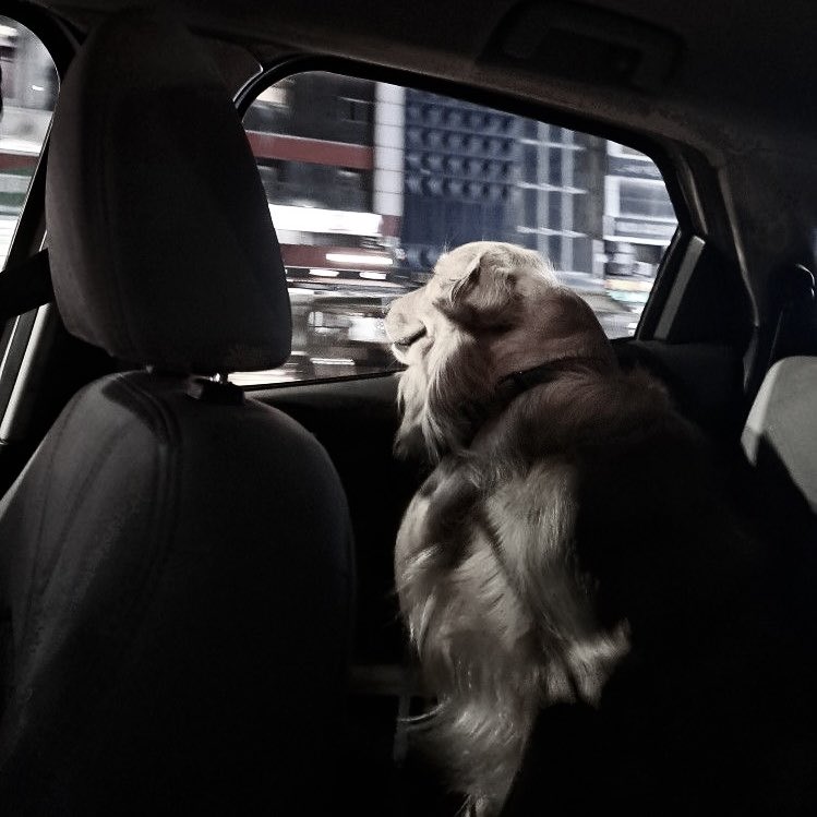 RIUHLEPAS's tweet photo. Tidak lupa menjemput Gojo di pet hotel yang sudah gue review bintang 5 di Google Maps. https://t.co/klVt7Ur8Hc