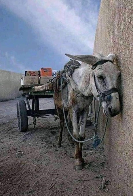 If animals could talk, the world would be filled with tears… And perhaps also with shame.