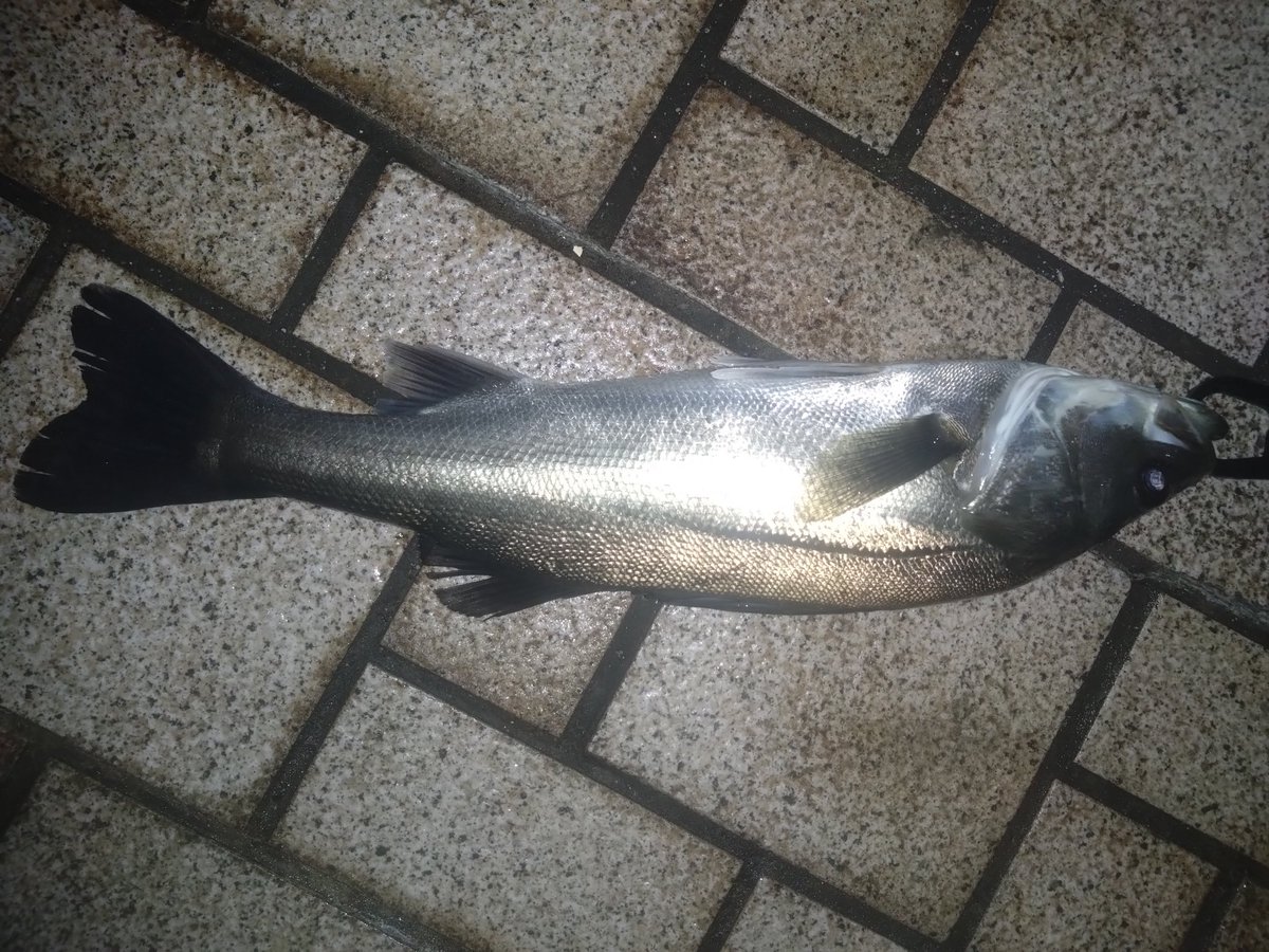 teranishi6's tweet photo. 連夜のバチ抜け
5キャッチ🐟️
満潮までは生命感なく敗北を覚悟しましたが下げ始めてから抜け出しました！
＃アルデンテ95s
＃アルデンテ70s
＃ノガレ160f https://t.co/gz9JX1Qi45