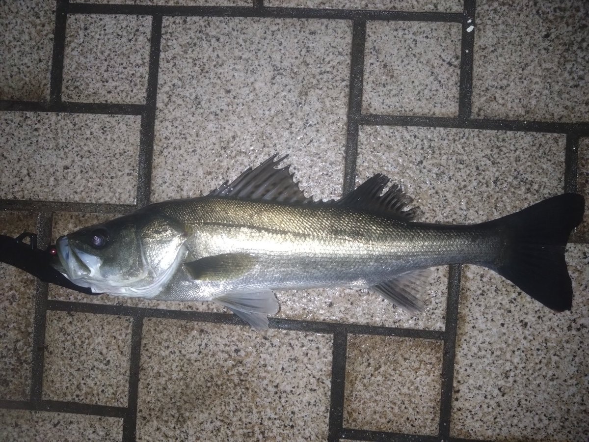 teranishi6's tweet photo. 連夜のバチ抜け
5キャッチ🐟️
満潮までは生命感なく敗北を覚悟しましたが下げ始めてから抜け出しました！
＃アルデンテ95s
＃アルデンテ70s
＃ノガレ160f https://t.co/gz9JX1Qi45