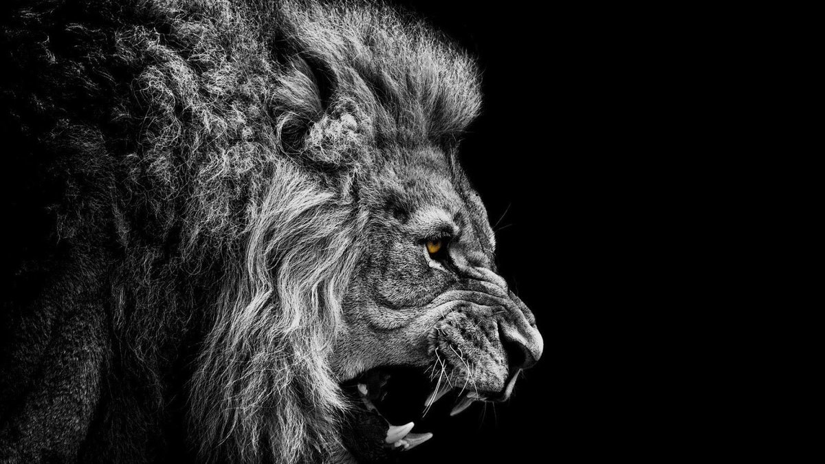 TheLionPage's tweet photo. The Lion must know the parking situation before he arrives https://t.co/fbTSA2jdxO