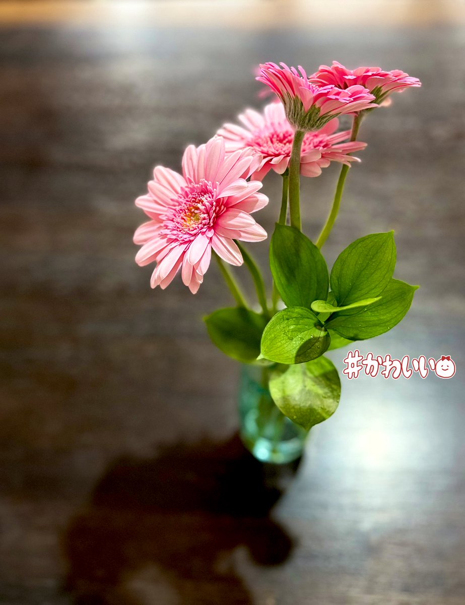 jrk_3512's tweet photo. #ガーベラ
#pinkgerbera
#pink
#gerbera
#flower
今日買ってきた 可愛こちゃん˖₊⋆ ❀
←正面
→後ろ姿 https://t.co/UmL02D8Zqq
